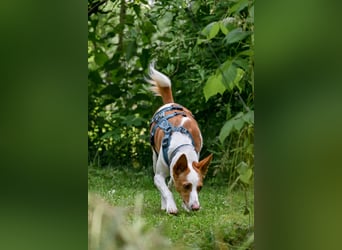 Zauberhafte Podenga Nami wartet in 40668 Meerbusch auf dich!