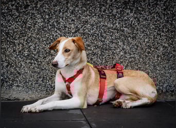 Pflegehündin Dali wartet in 59427 Unna auf souveräne Menschen!