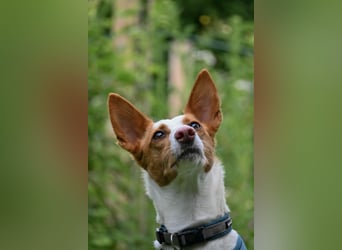 Zauberhafte Podenga Nami wartet in 40668 Meerbusch auf dich!