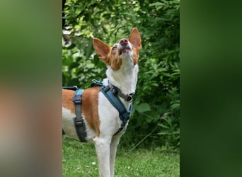 Zauberhafte Podenga Nami wartet in 40668 Meerbusch auf dich!