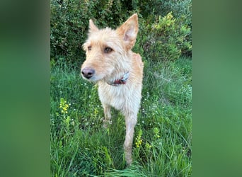 Sanfte Ava wartet in Portugal auf ihr Happy End!