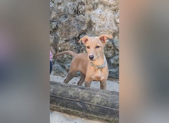 Zauberhafter Lemon wartet auf unserem Tierschutzhof in Portugal!