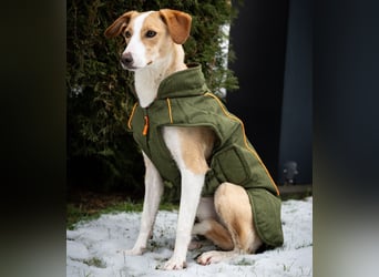 Pflegehündin Dali wartet in 59427 Unna auf souveräne Menschen!