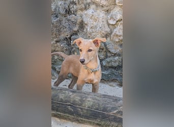 Zauberhafter Lemon wartet auf unserem Tierschutzhof in Portugal!