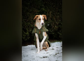 Pflegehündin Dali wartet in 59427 Unna auf souveräne Menschen!