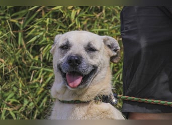 ASPEN ❤️  eine perfekte Hündin ❤️ für überall hin !!