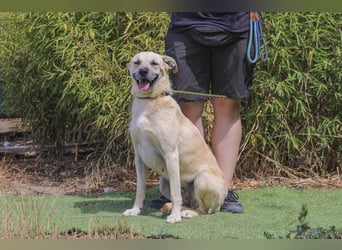 ASPEN ❤️  eine perfekte Hündin ❤️ für überall hin !!