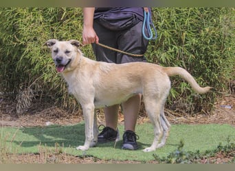 ASPEN ❤️  eine perfekte Hündin ❤️ für überall hin !!