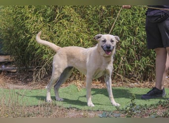 ASPEN ❤️  eine perfekte Hündin ❤️ für überall hin !!