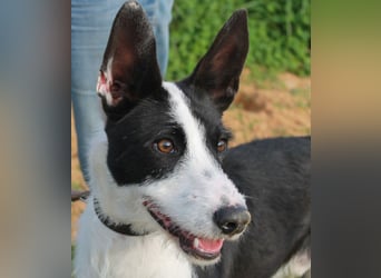 JJ ein verspielter Wirbelwind