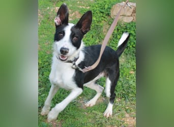 JJ ein verspielter Wirbelwind