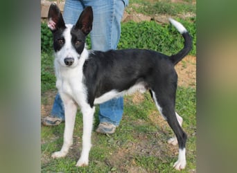 JJ ein verspielter Wirbelwind