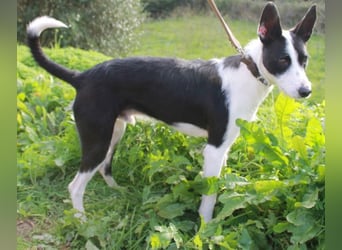 JJ ein verspielter Wirbelwind