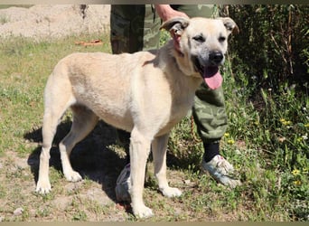 ASPEN ❤️  eine perfekte Hündin ❤️ für überall hin !!