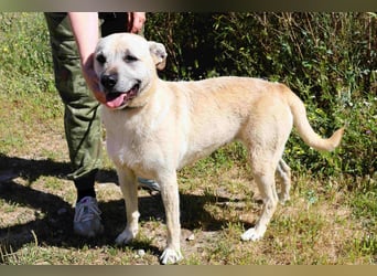 ASPEN ❤️  eine perfekte Hündin ❤️ für überall hin !!