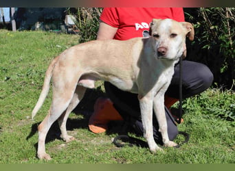 Otto • Donovan • Miles • Luigi ⚡️4 von ~ 650 Hunden in der Cantinho da Milu⚡️
