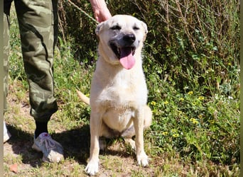 ASPEN ❤️  eine perfekte Hündin ❤️ für überall hin !!