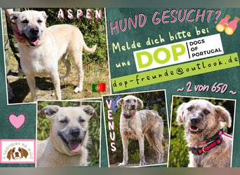♥️ASPEN • VENUS ♥️ 2 von ~650 Hunden in der Cantinho da Milu