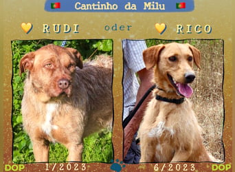 Zuhause gesucht für: RUDI  ⚡️+⚡️ RICO - Cantinho da Milu