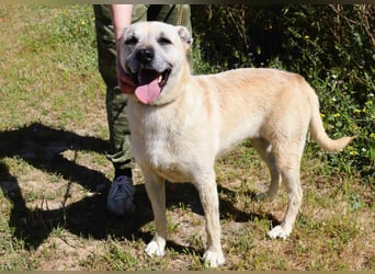 ASPEN ❤️  eine perfekte Hündin ❤️ für überall hin !!