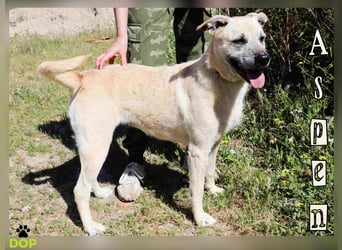 ASPEN ❤️  eine perfekte Hündin ❤️ für überall hin !!