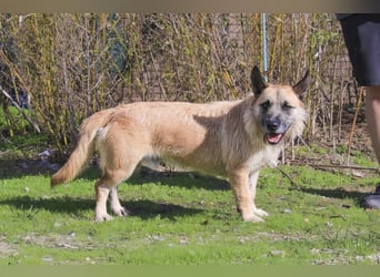 Otto • Donovan • Miles • Luigi ⚡️4 von ~ 650 Hunden in der Cantinho da Milu⚡️