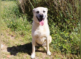 ASPEN ❤️  eine perfekte Hündin ❤️ für überall hin !!