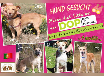 Otto • Donovan • Miles • Luigi ⚡️4 von ~ 650 Hunden in der Cantinho da Milu⚡️