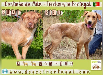 Cantinho da Milu | - RUDI + RICO - | brauchen ein Zuhause !