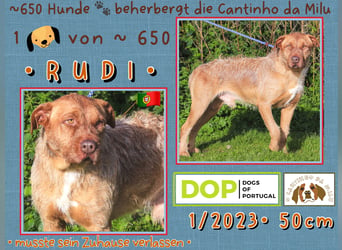 Cantinho da Milu | - RUDI + RICO - | brauchen ein Zuhause !