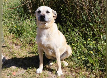 ASPEN ❤️  eine perfekte Hündin ❤️ für überall hin !!