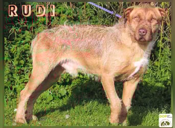 Wer *RUDI* adoptiert * macht sicher nichts falsch* !