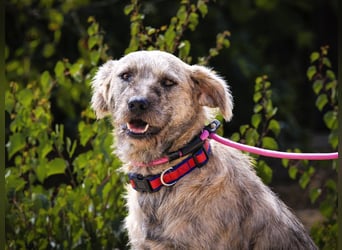 ♥️ASPEN • VENUS ♥️ 2 von ~650 Hunden in der Cantinho da Milu