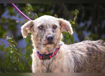 ♥️ASPEN • VENUS ♥️ 2 von ~650 Hunden in der Cantinho da Milu