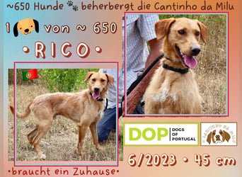 Cantinho da Milu | - RUDI + RICO - | brauchen ein Zuhause !