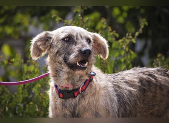 ♥️ASPEN • VENUS ♥️ 2 von ~650 Hunden in der Cantinho da Milu