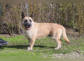 Otto • Donovan • Miles • Luigi ⚡️4 von ~ 650 Hunden in der Cantinho da Milu⚡️