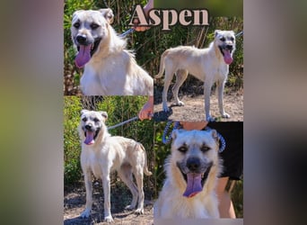 ASPEN ❤️  eine perfekte Hündin ❤️ für überall hin !!