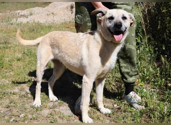 ASPEN ❤️  eine perfekte Hündin ❤️ für überall hin !!