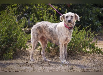 ♥️ASPEN • VENUS ♥️ 2 von ~650 Hunden in der Cantinho da Milu
