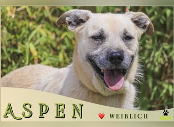 ASPEN ❤️  eine perfekte Hündin ❤️ für überall hin !!