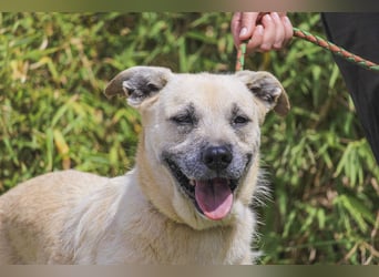 ASPEN ❤️  eine perfekte Hündin ❤️ für überall hin !!