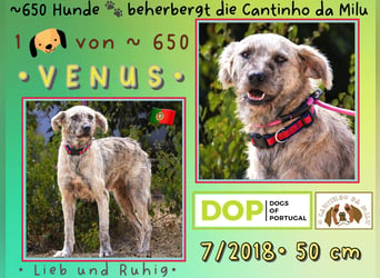 ♥️ASPEN • VENUS ♥️ 2 von ~650 Hunden in der Cantinho da Milu