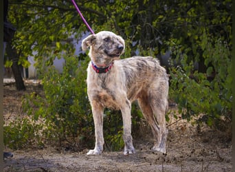 ♥️ASPEN • VENUS ♥️ 2 von ~650 Hunden in der Cantinho da Milu