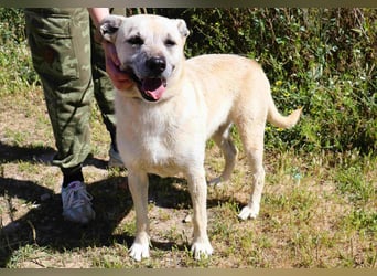 ASPEN ❤️  eine perfekte Hündin ❤️ für überall hin !!