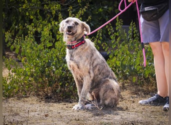 ♥️ASPEN • VENUS ♥️ 2 von ~650 Hunden in der Cantinho da Milu