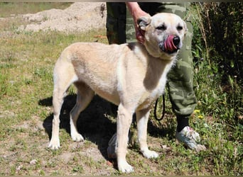 ASPEN ❤️  eine perfekte Hündin ❤️ für überall hin !!