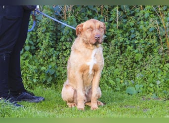 Wer *RUDI* adoptiert * macht sicher nichts falsch* !