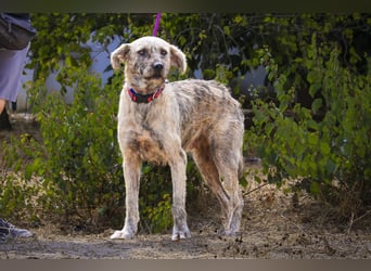 ♥️ASPEN • VENUS ♥️ 2 von ~650 Hunden in der Cantinho da Milu