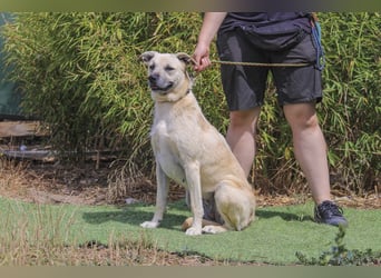 ASPEN ❤️  eine perfekte Hündin ❤️ für überall hin !!